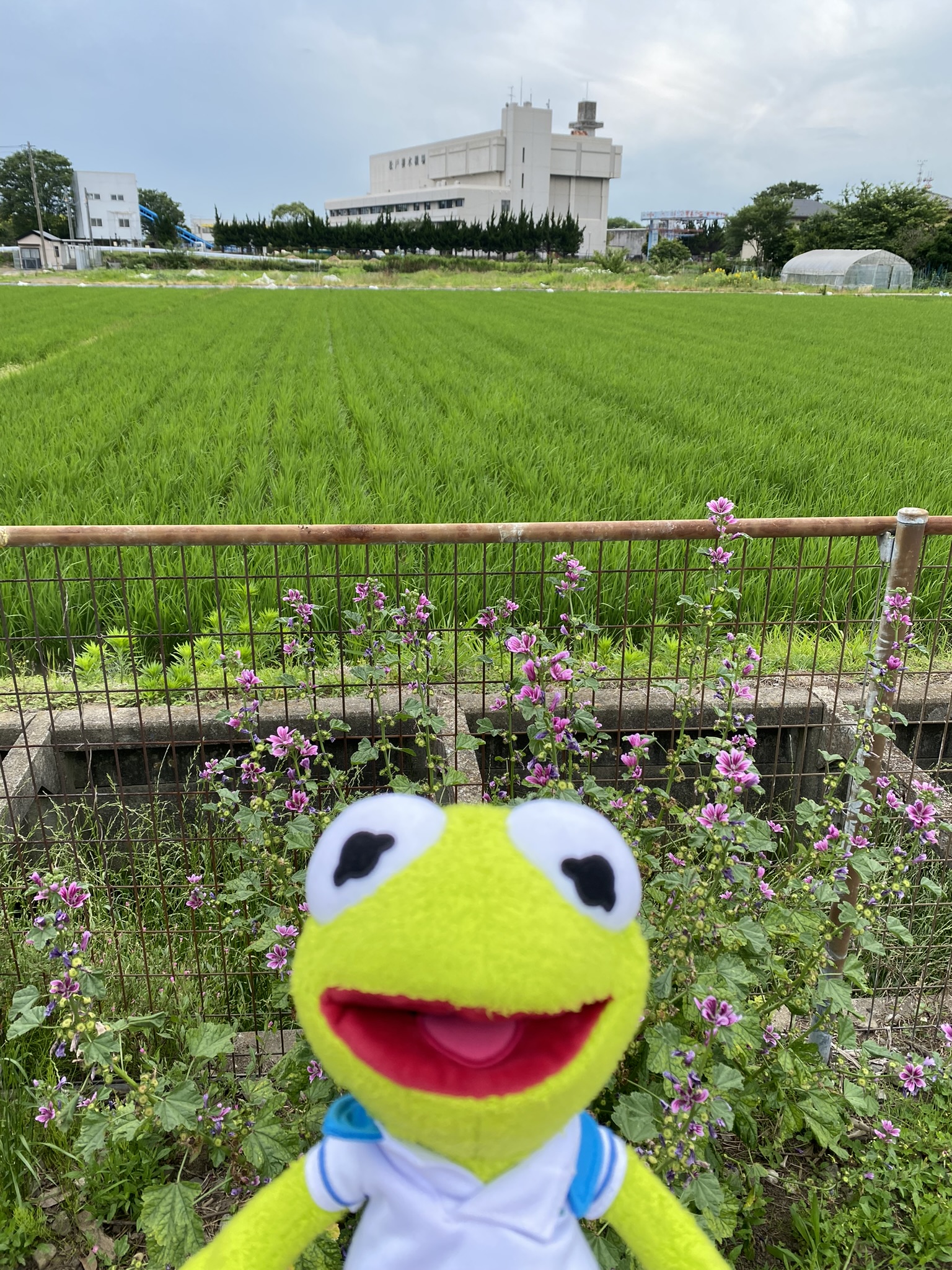 Kermit standing in front of a vast, green, rice field and pink flowers.