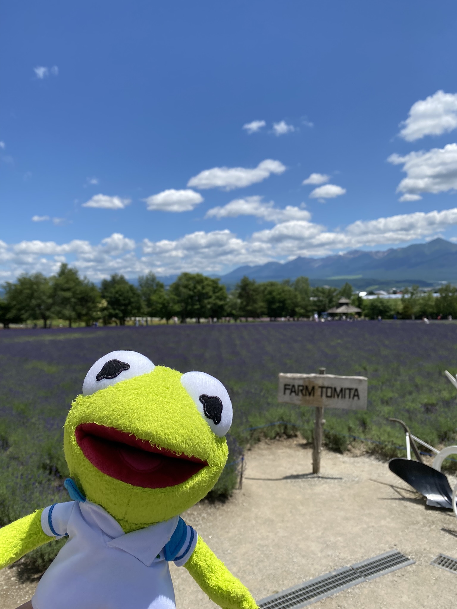 Kermit standing in front of a vast field of lavendar featuring a sign that reads 'FARM TOMITA'