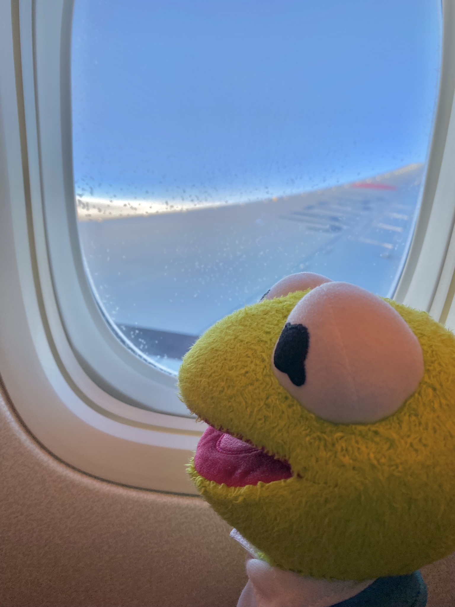 A side-profile of Kermit sitting in the window seat.