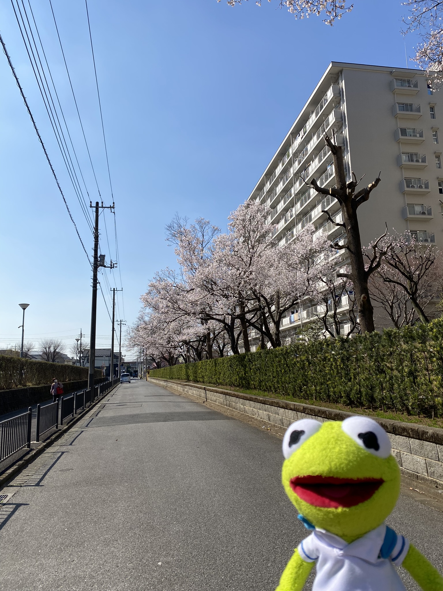 Kermit standing in front of a street with blooming Sakura trees lined along-side the sidewalk.